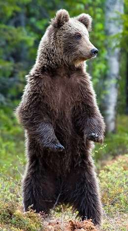 dyr-øvelserne_bjørn