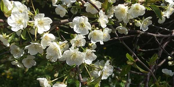 underside-billeder_blomster