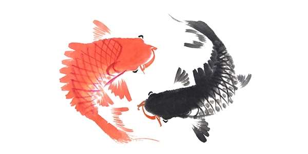 underside-billeder_koi-fish